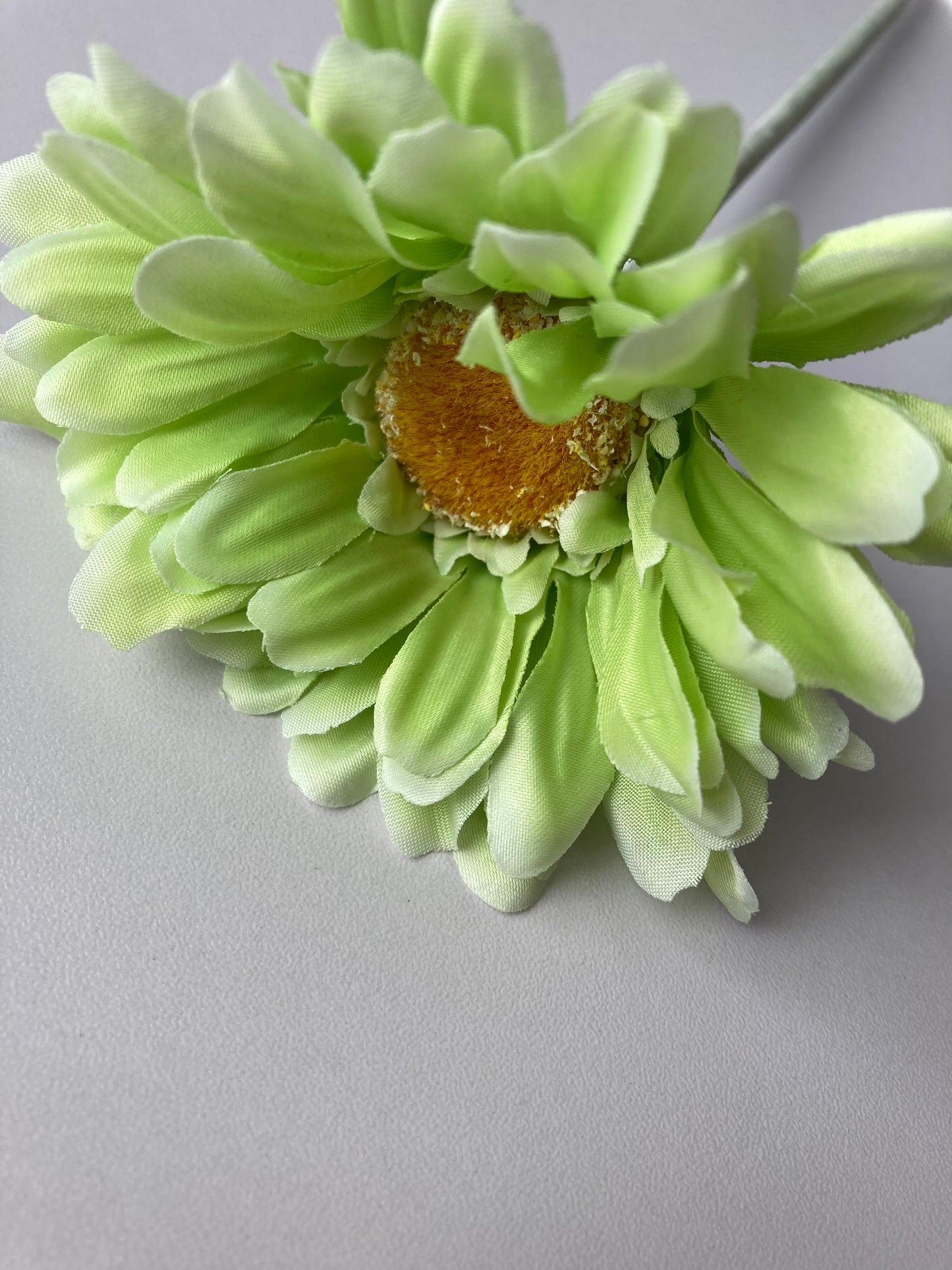 Lime Green Gerbera