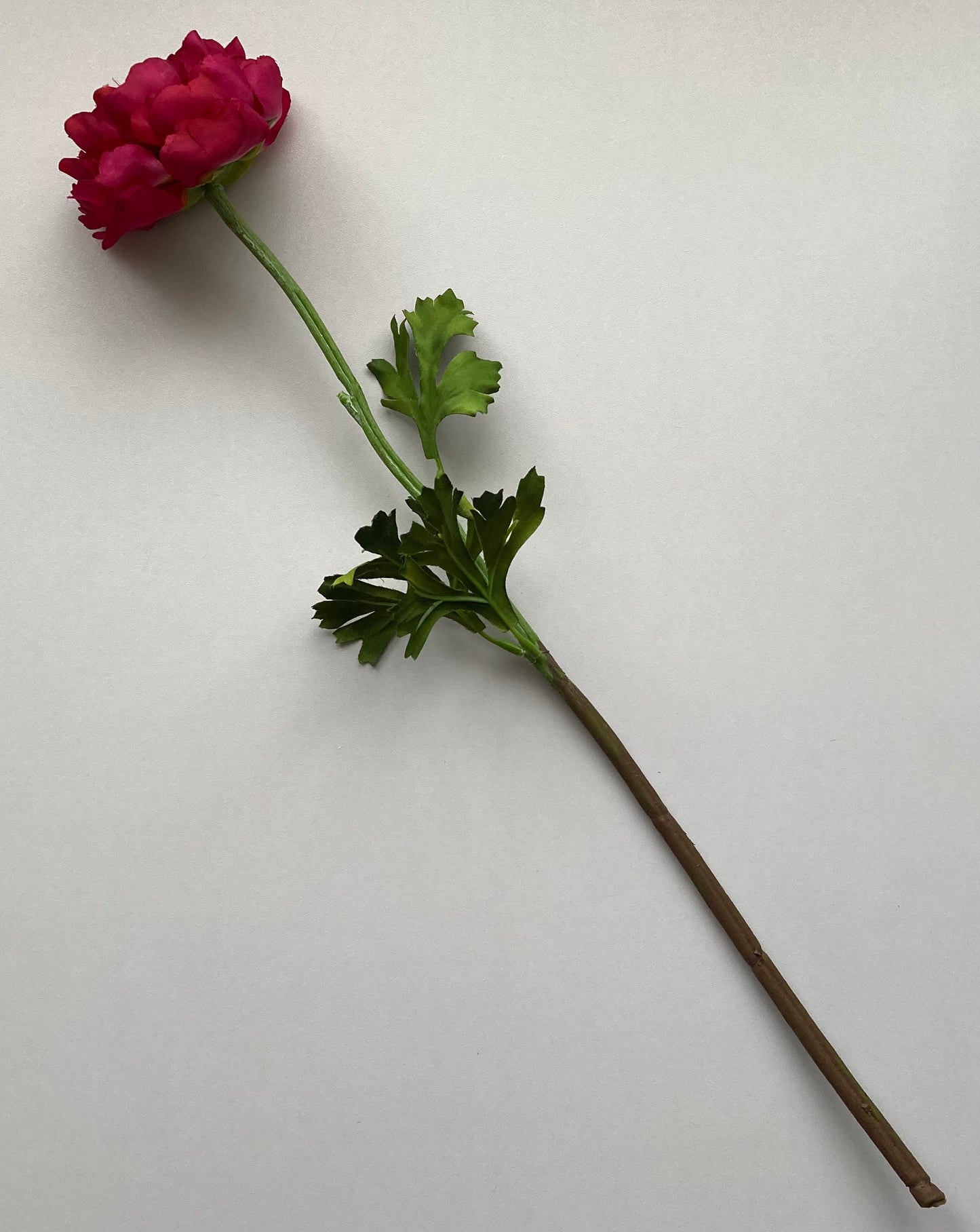 Open Deluxe Ranunculus Stem
