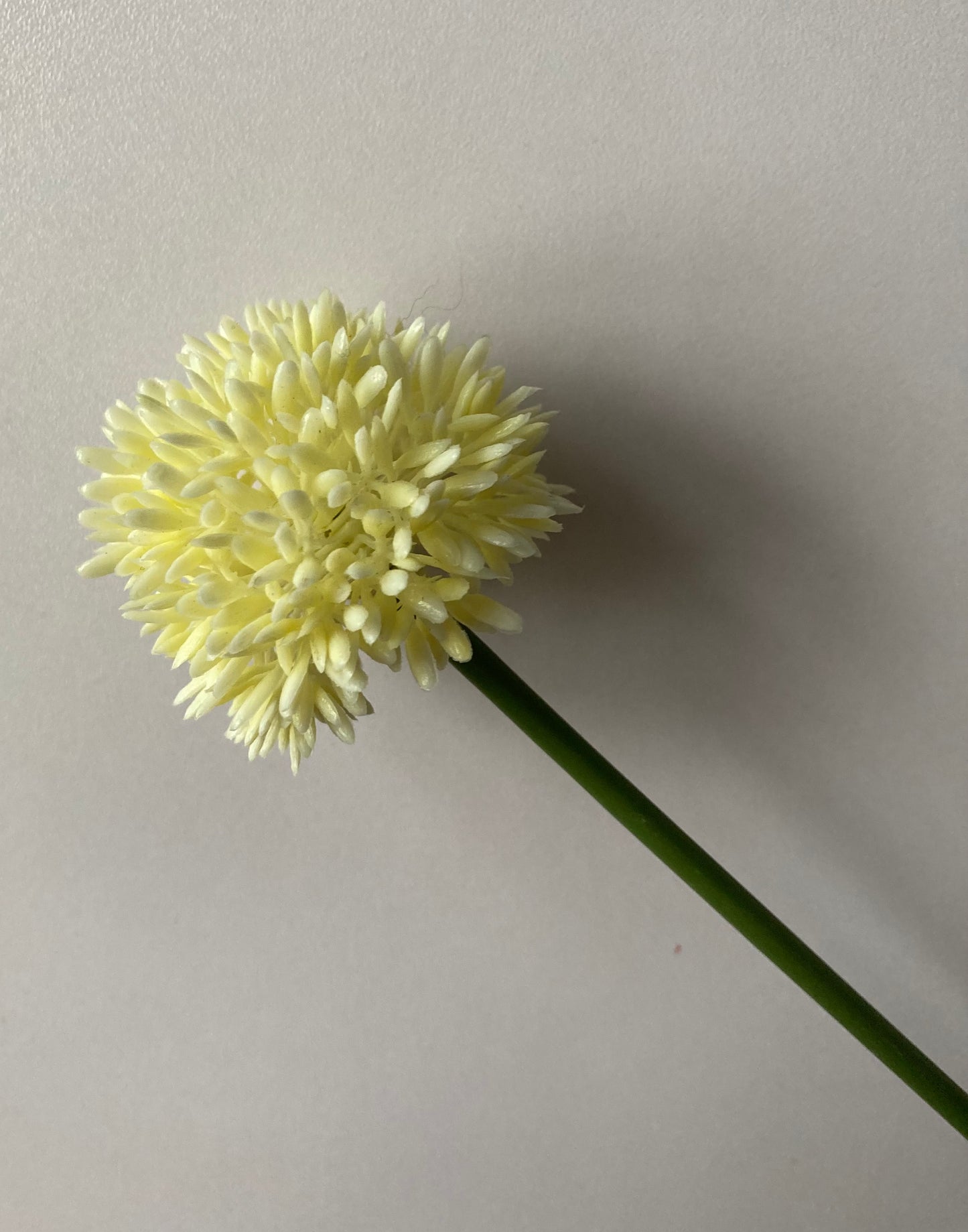 Cream Allium