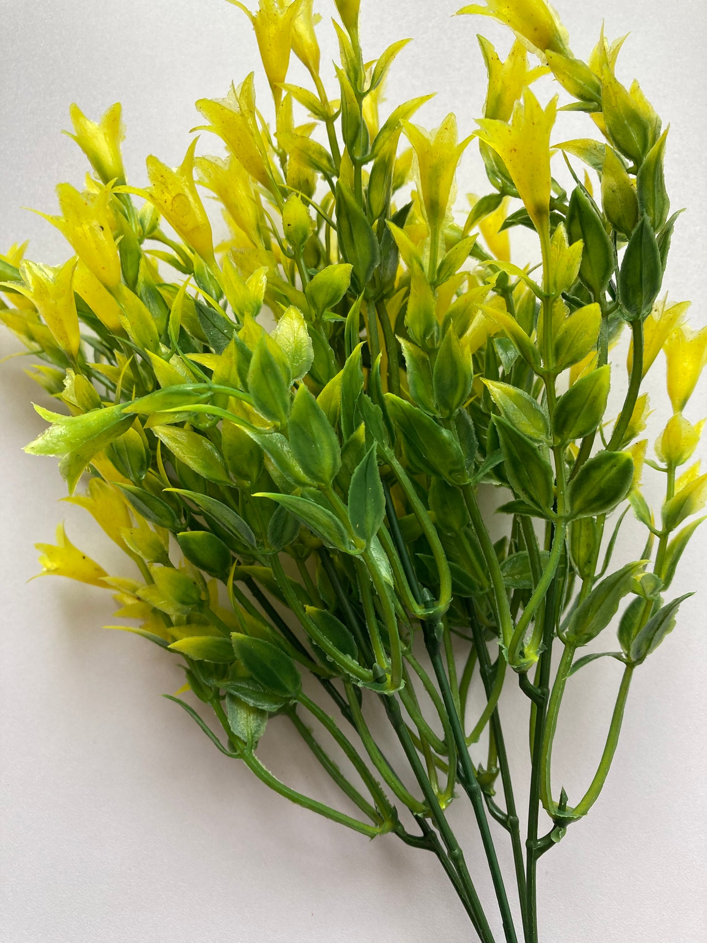 Yellow Wild Lily Flower Foliage