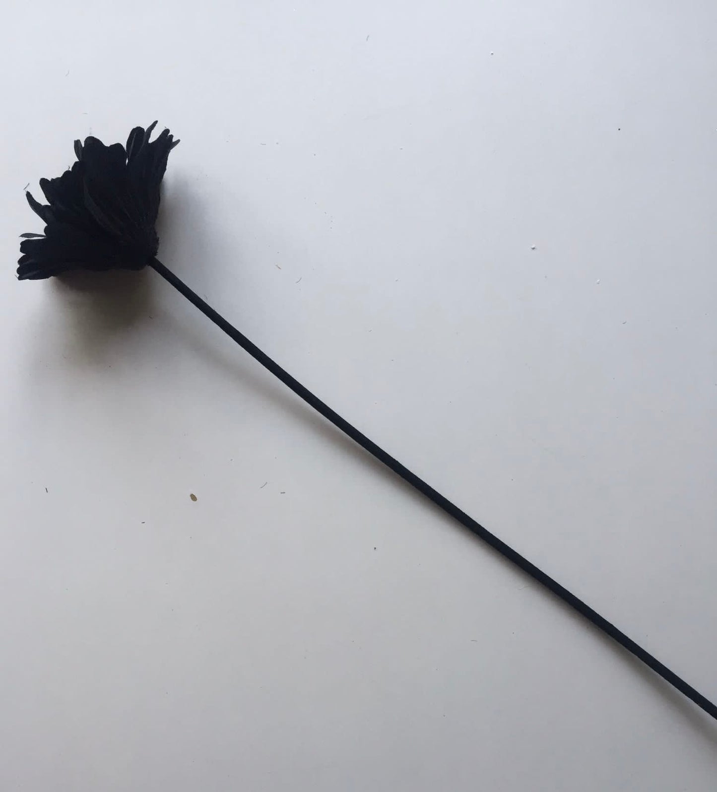 Black Gerbera Single Stem