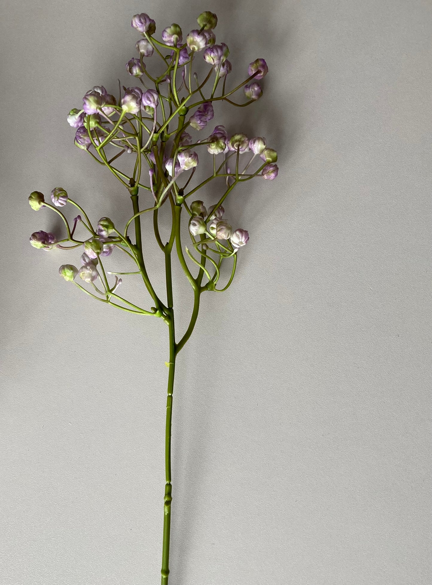 6 Purple Baby's Breath Bunch