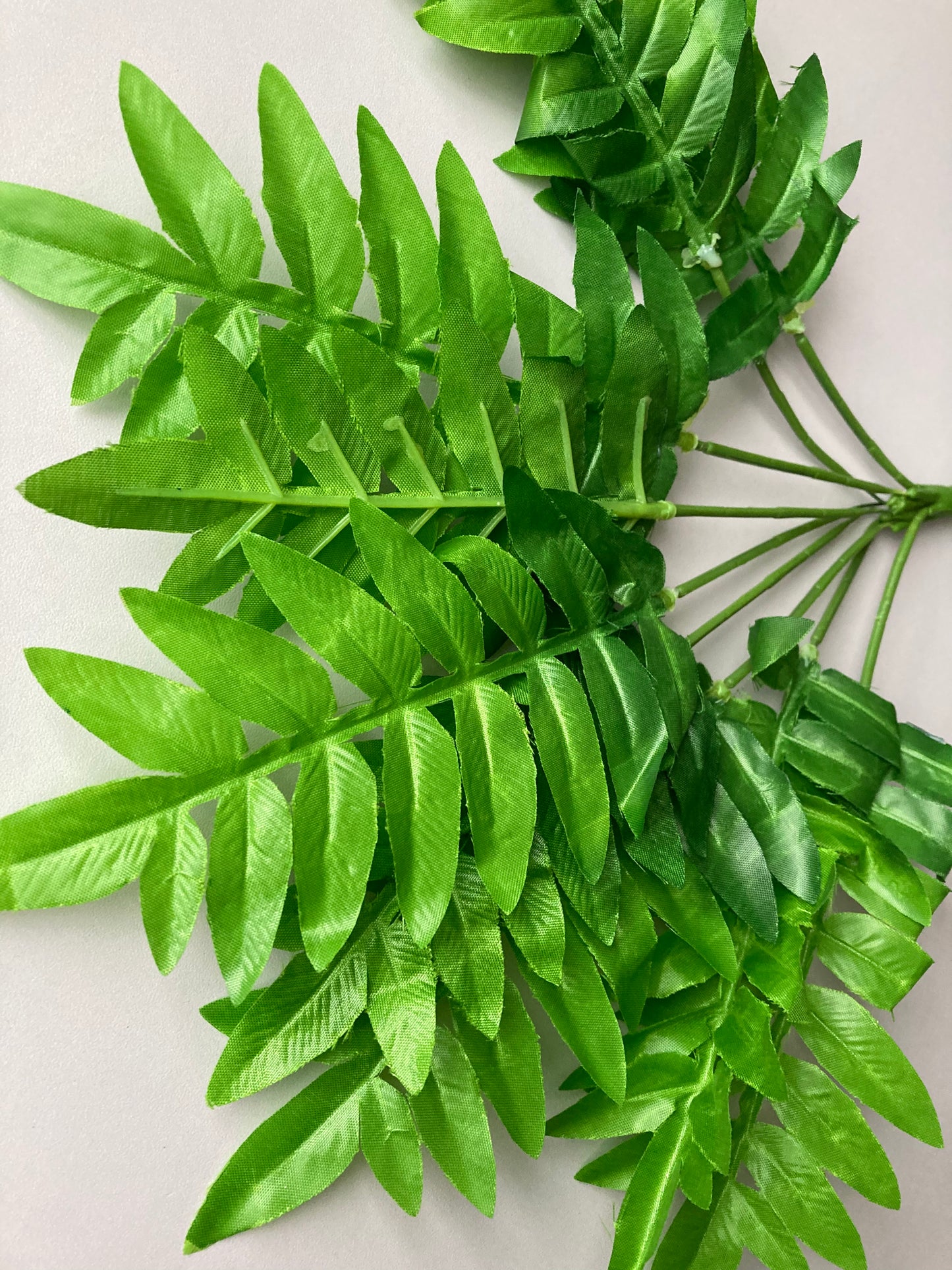 Budget Fern Bunch