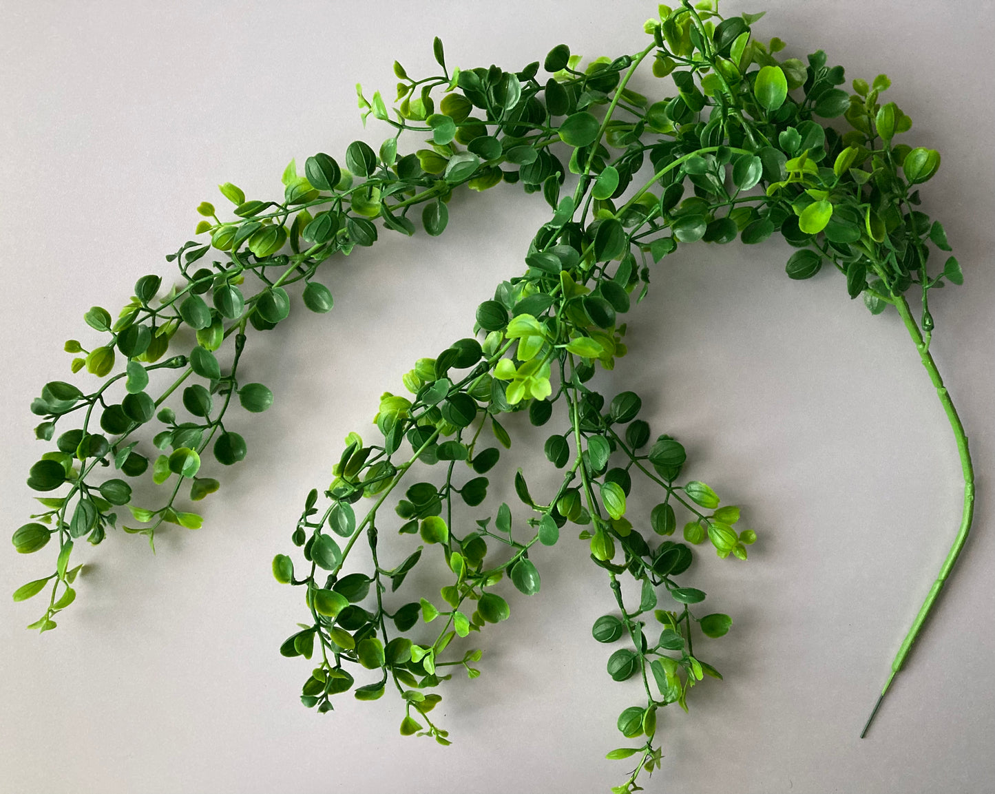 Trailing Leaves