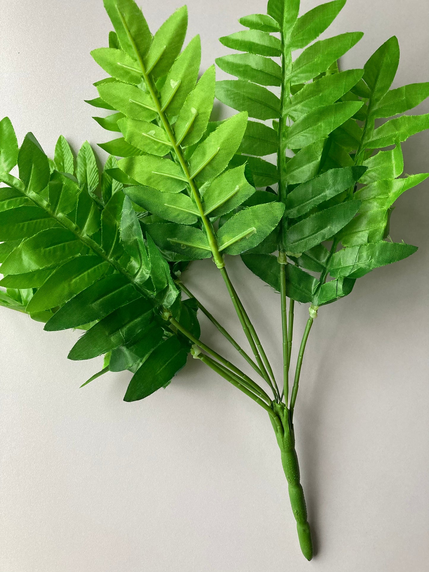 Budget Fern Bunch