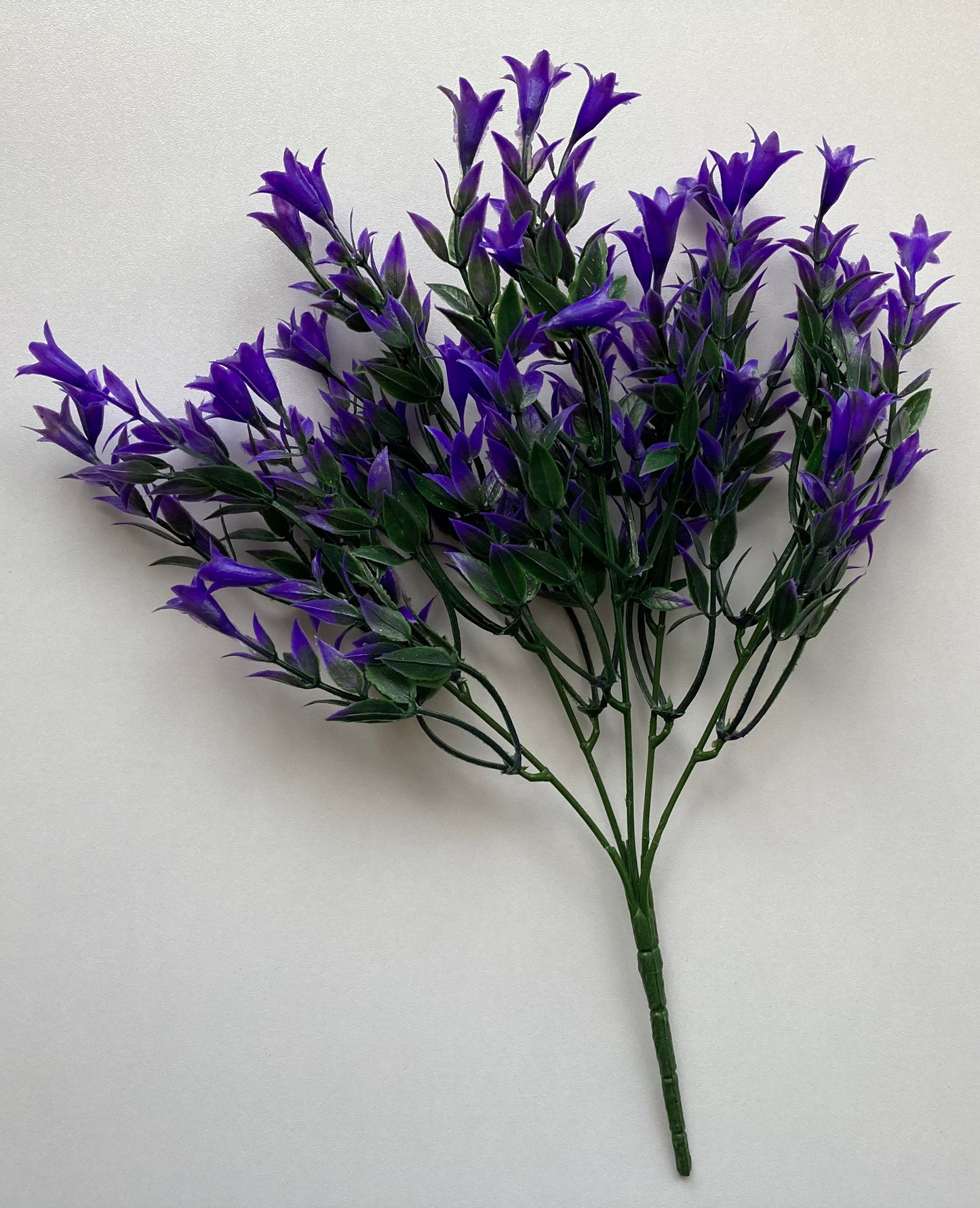 Purple Wild Lily Flower Foliage