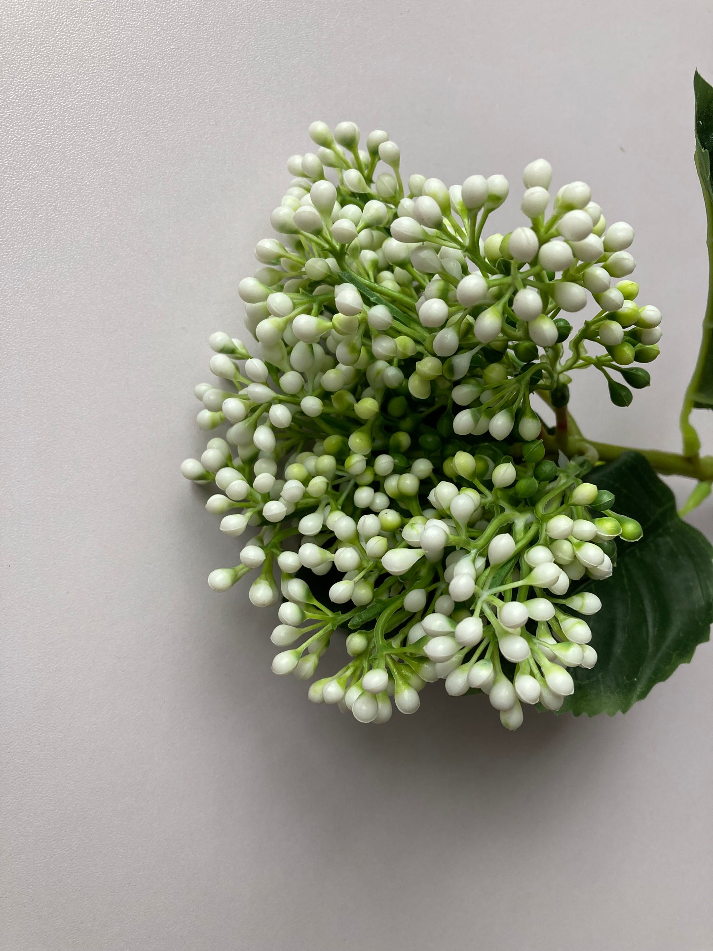 White Cluster Berries
