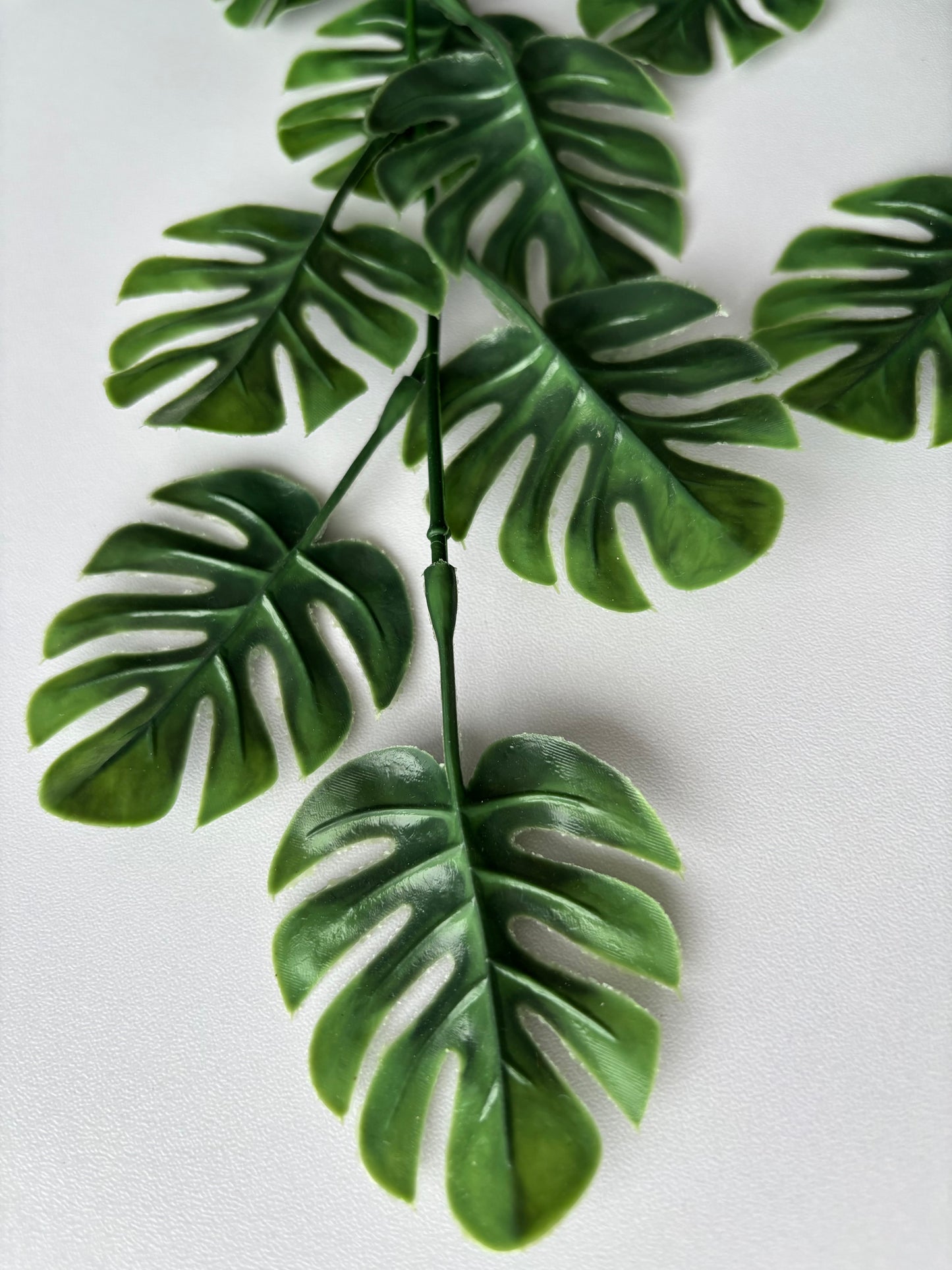Trailing Monstera Leaf