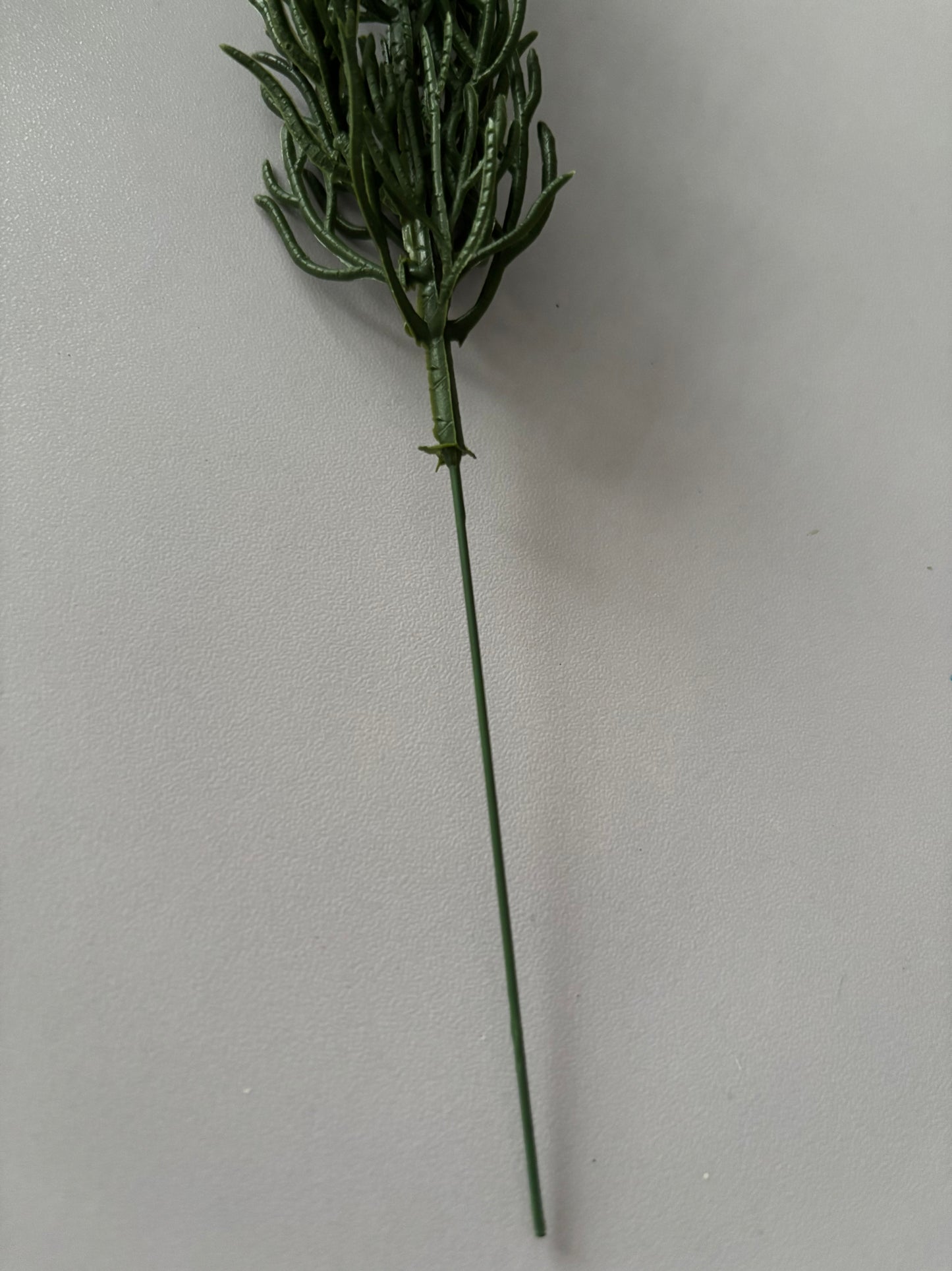 10 Cypress Branch Stems