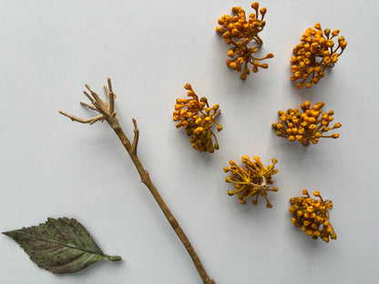 Mustard/Yellow Hydrangea Berry Stem