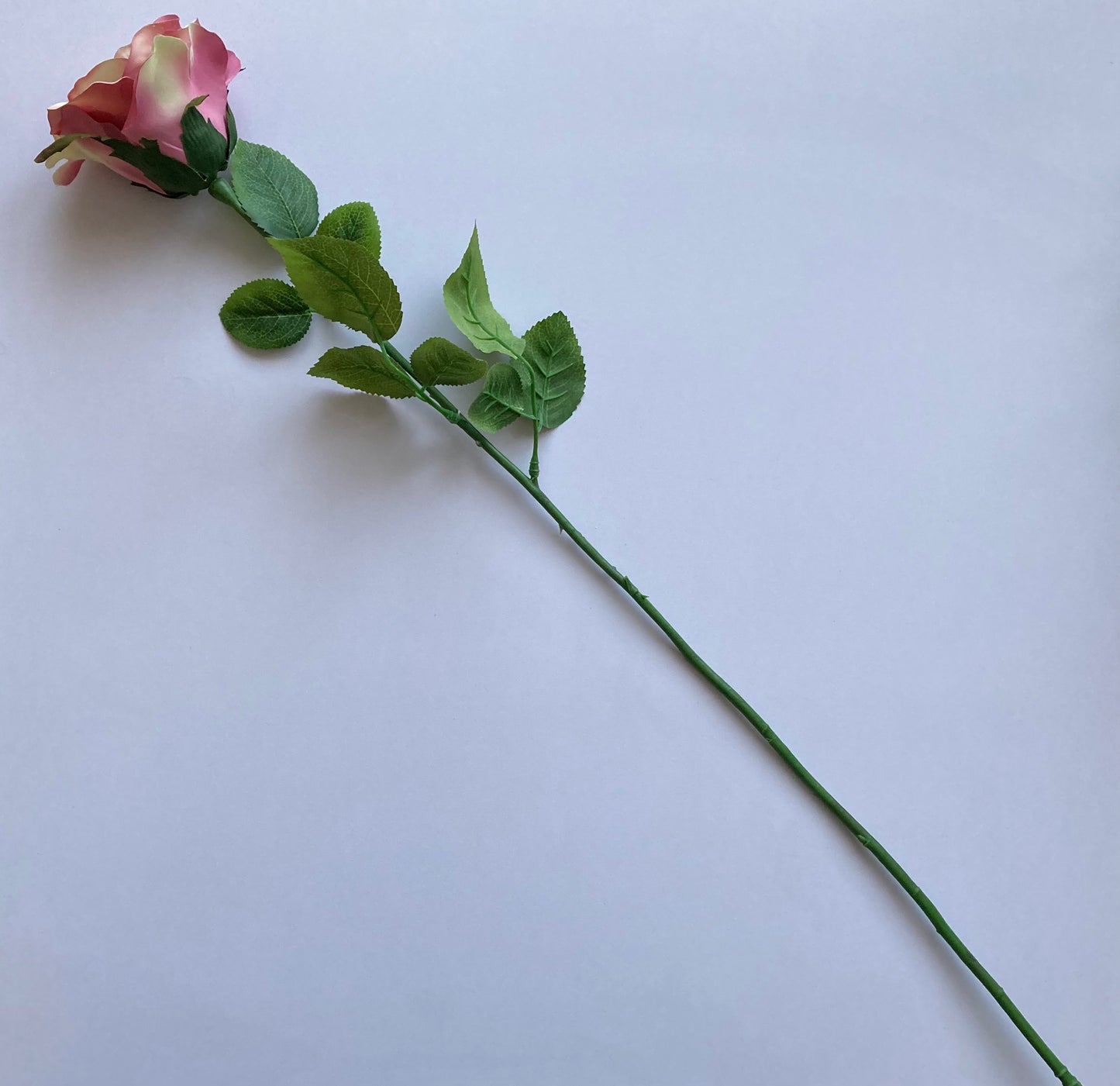 Elegant Open Deluxe Rose