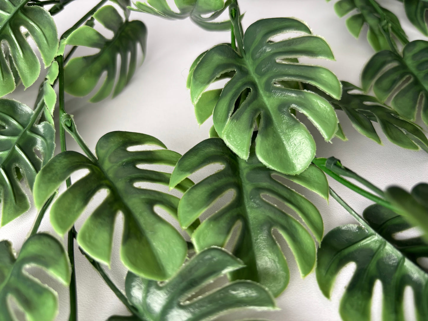 Trailing Monstera Leaf
