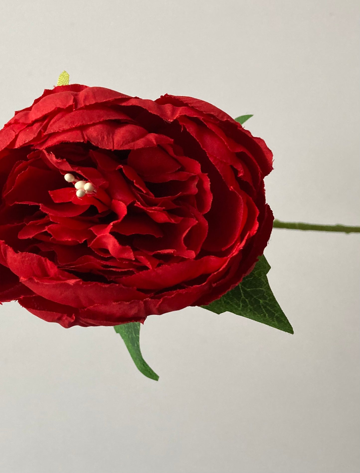Red Peony Stem
