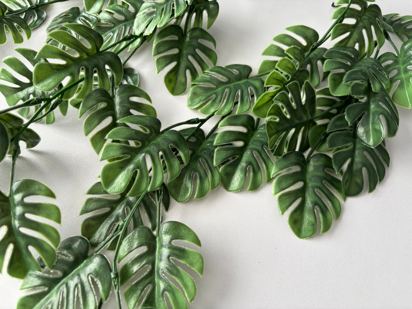Trailing Monstera Leaf