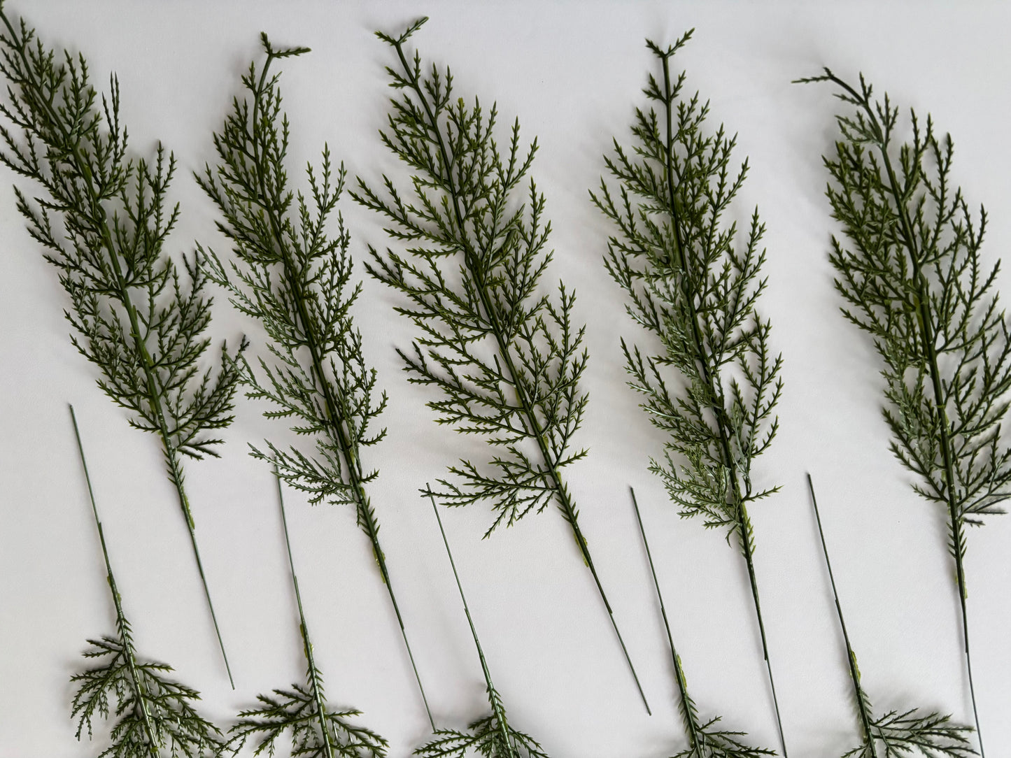 10 Cedar Single Stems