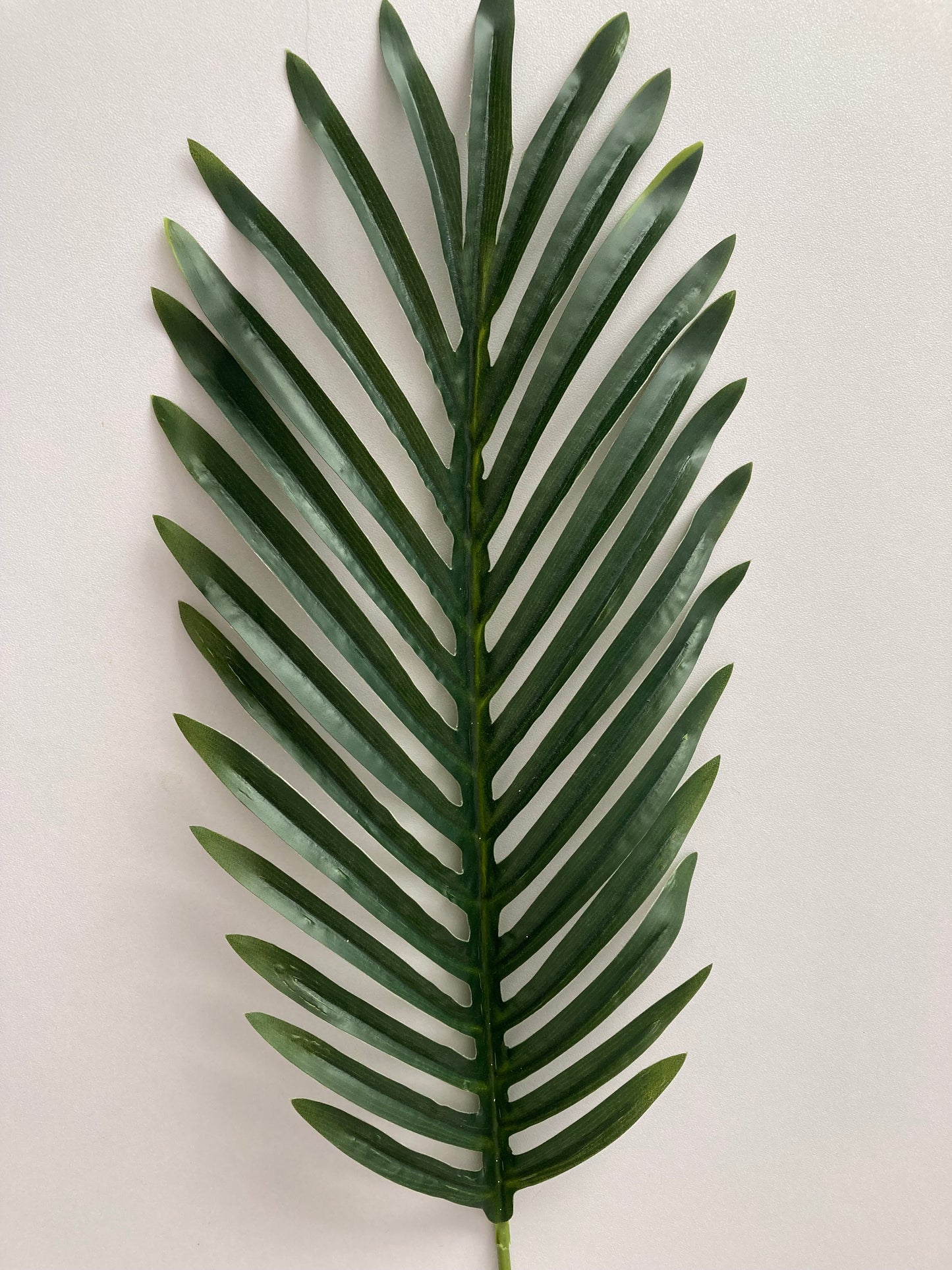 62cm Areca Palm Leaf