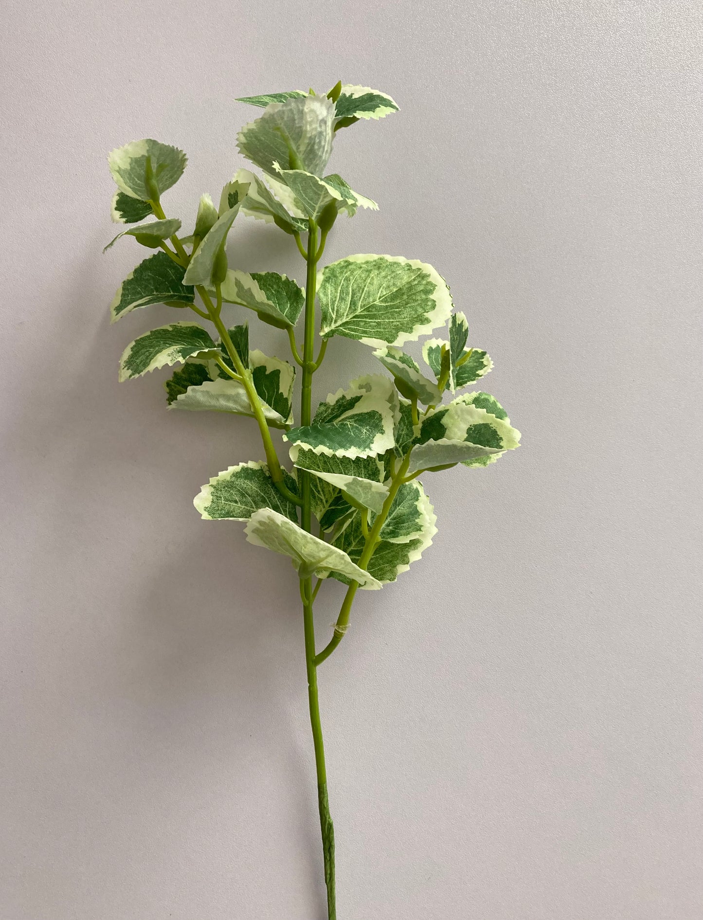 Variegated Patchouli Leaf Spray