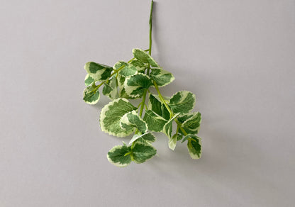 Variegated Patchouli Leaf Spray