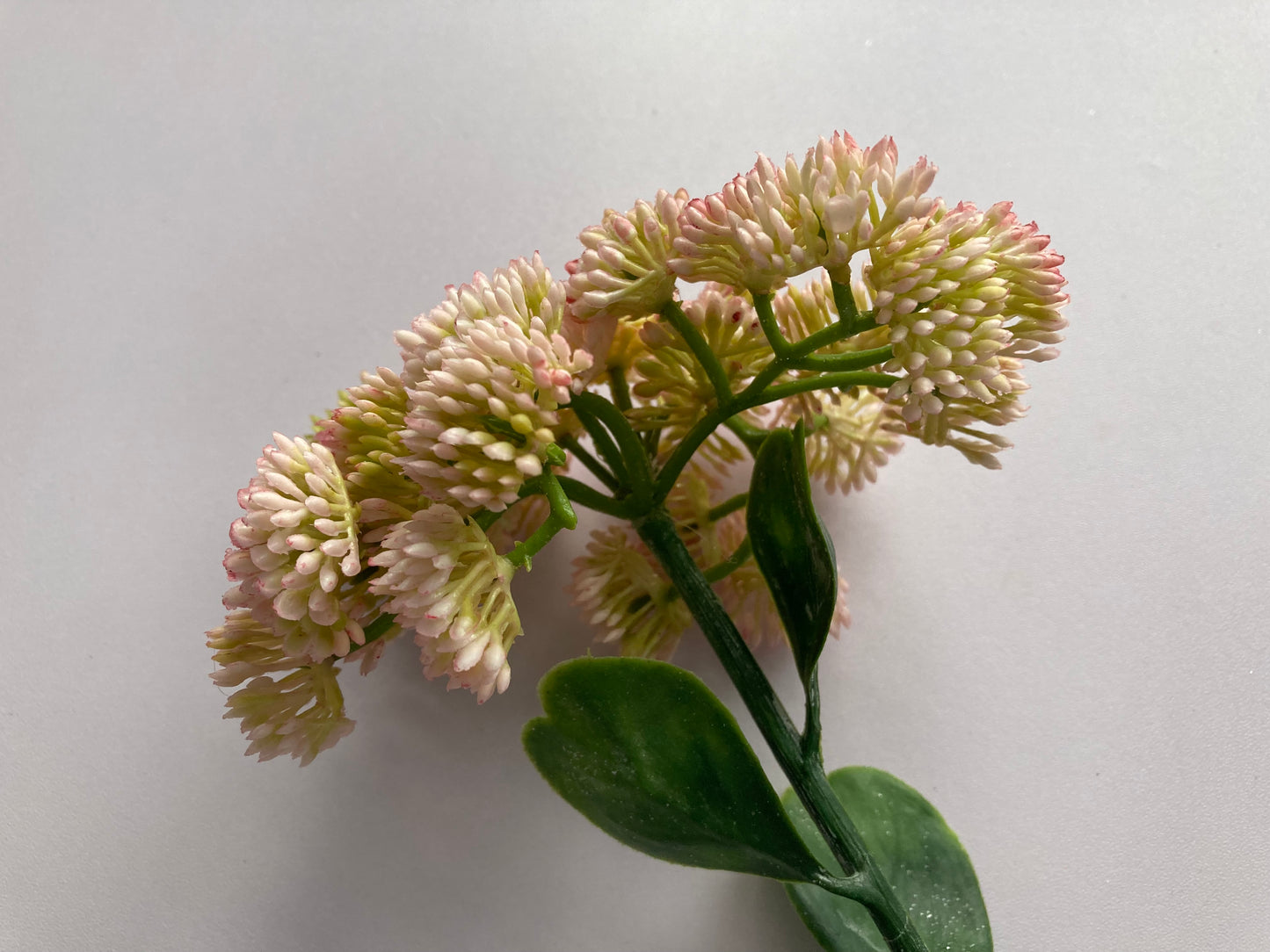 Light Pink Sedum Spray