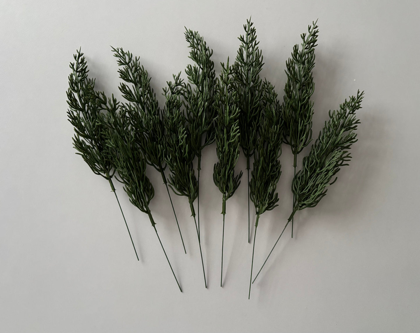10 Cypress Branch Stems