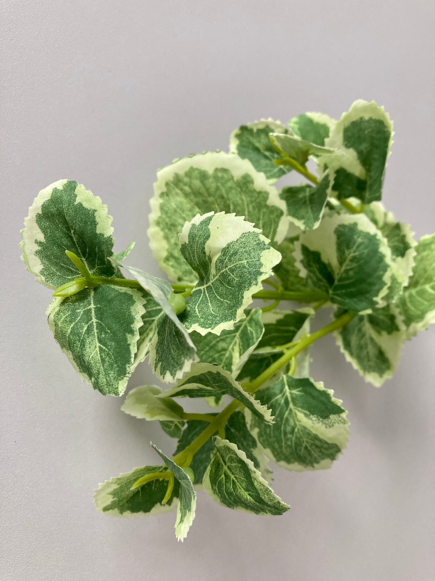 Variegated Patchouli Leaf Spray