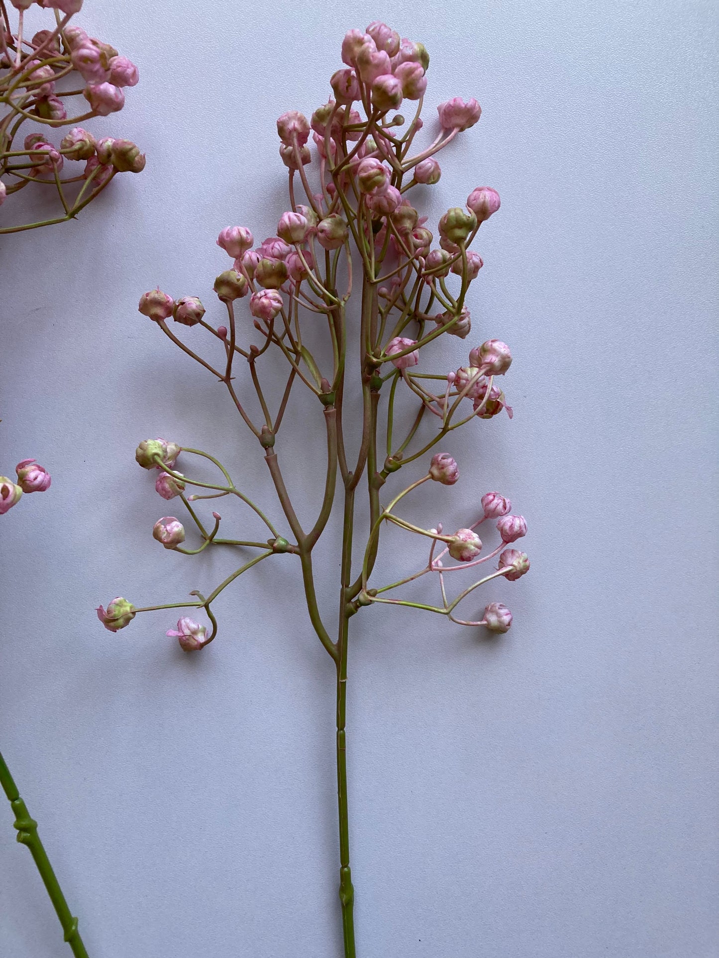 Light Pink Baby's Breath Bunch
