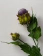 Thistle Spray