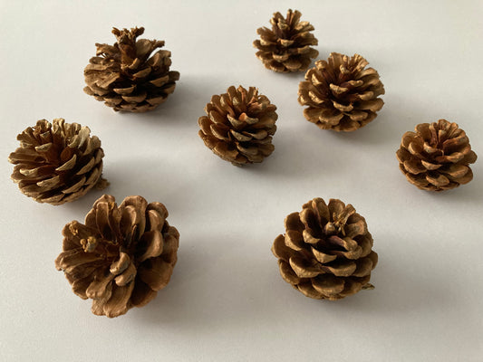 8pk Natural Mixed Size Pine Cones