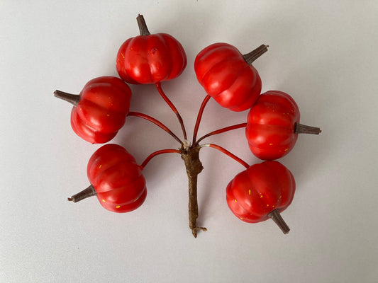 6 Dark Orange Mini Pumpkins