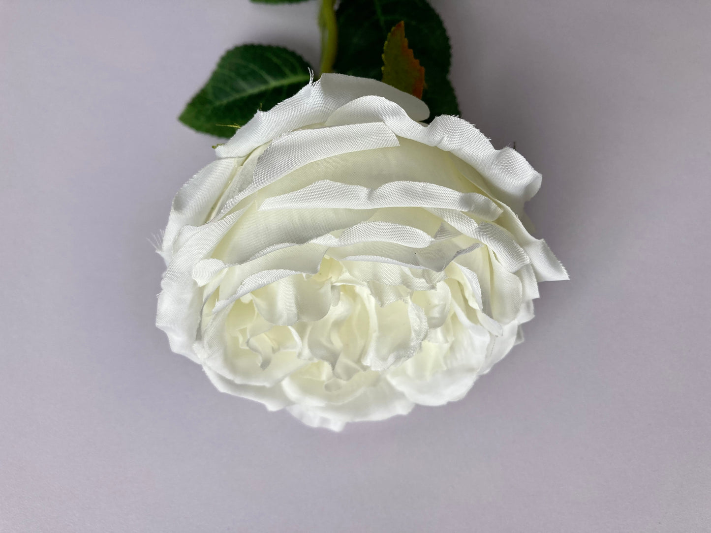 White Open Rose Single Stem