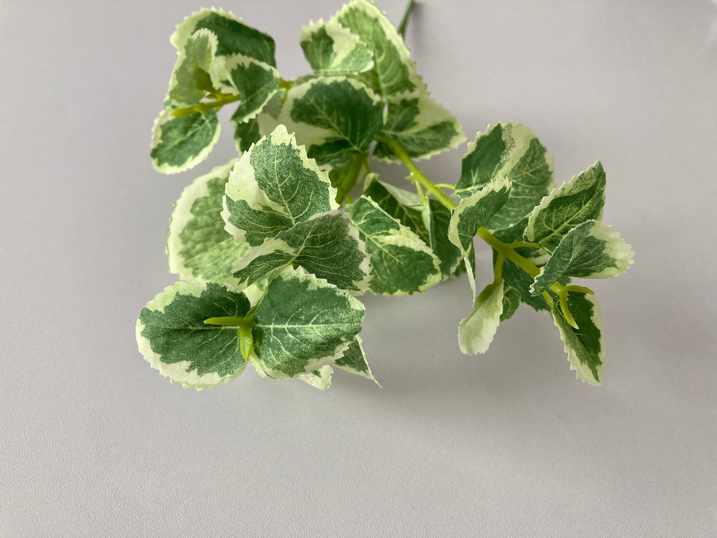 Variegated Patchouli Leaf Spray