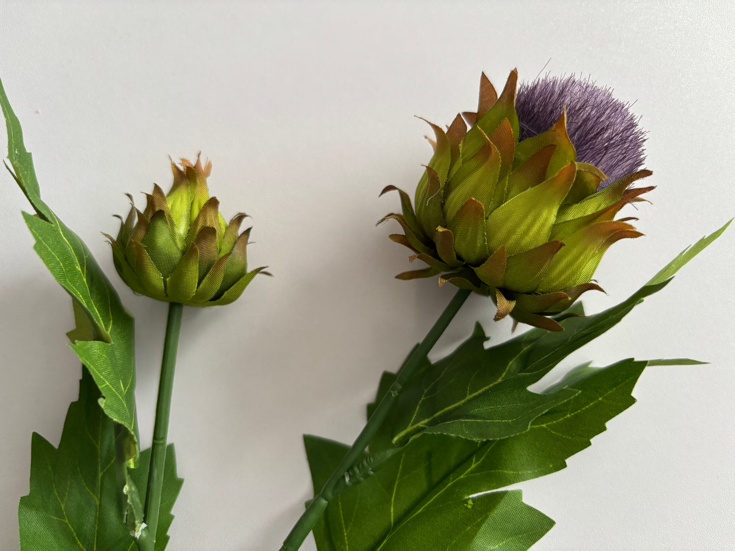 Thistle Spray