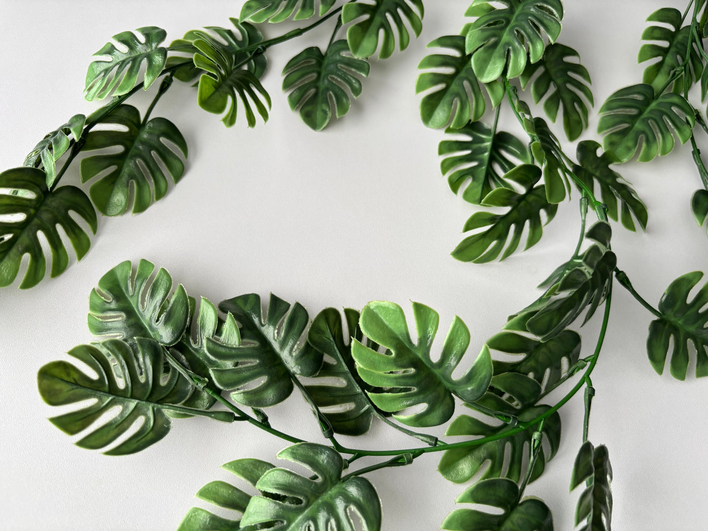 Trailing Monstera Leaf