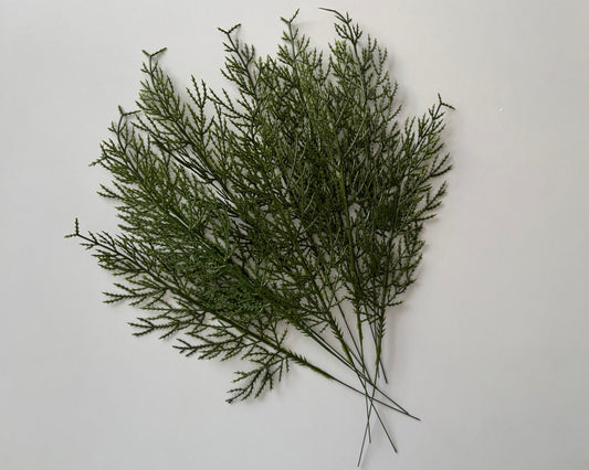 10 Cedar Single Stems