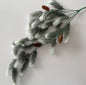 Snowy Tipped Spruce Trailing