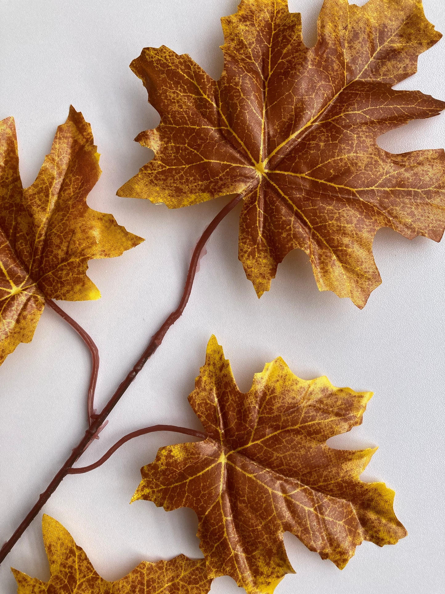 Brown Maple Leaves