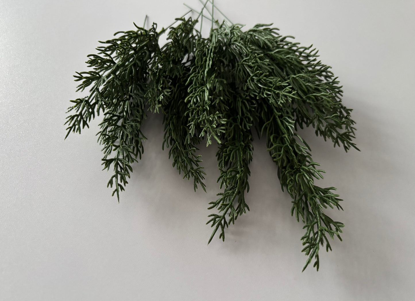 10 Cypress Branch Stems