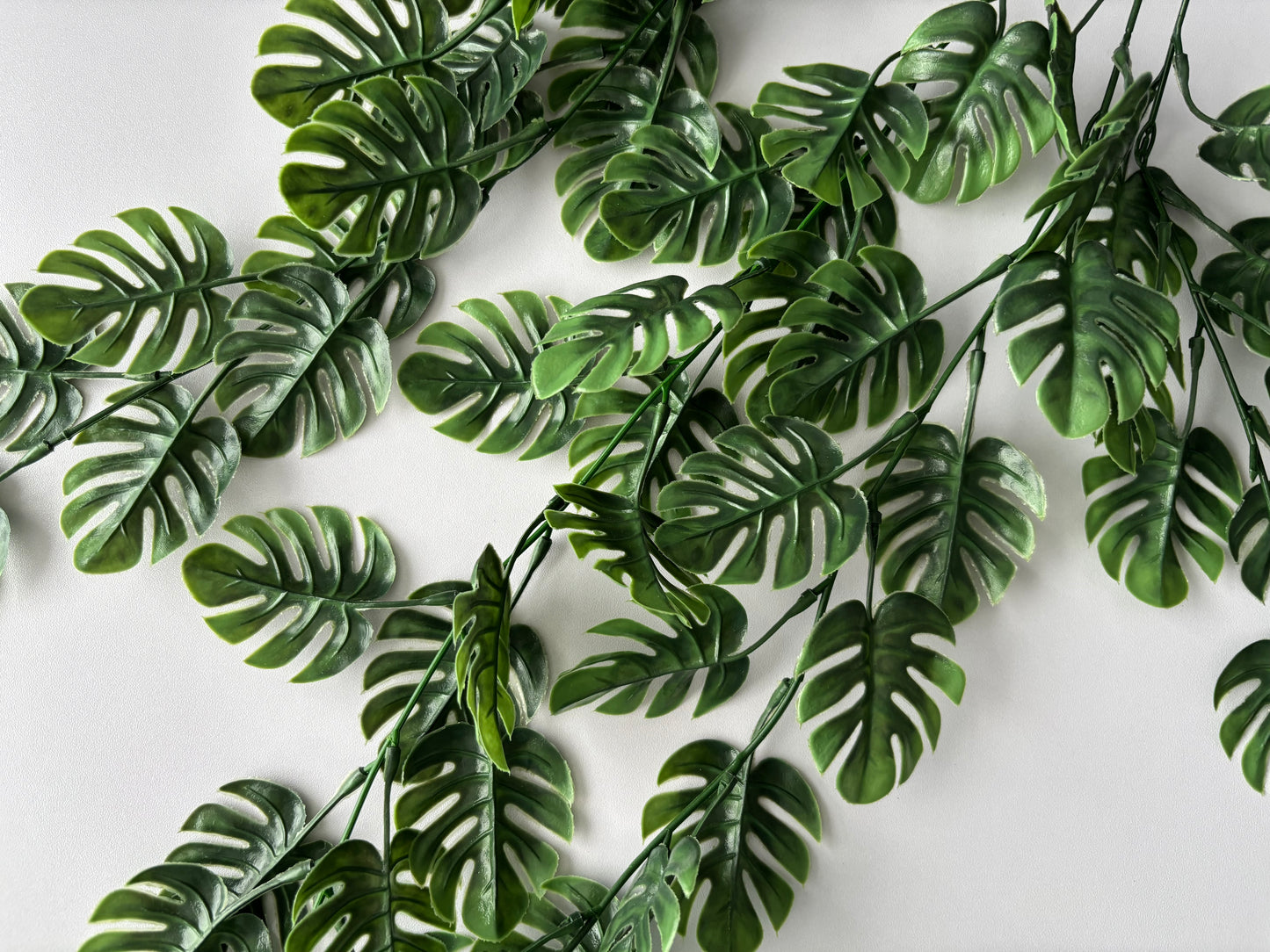 Trailing Monstera Leaf