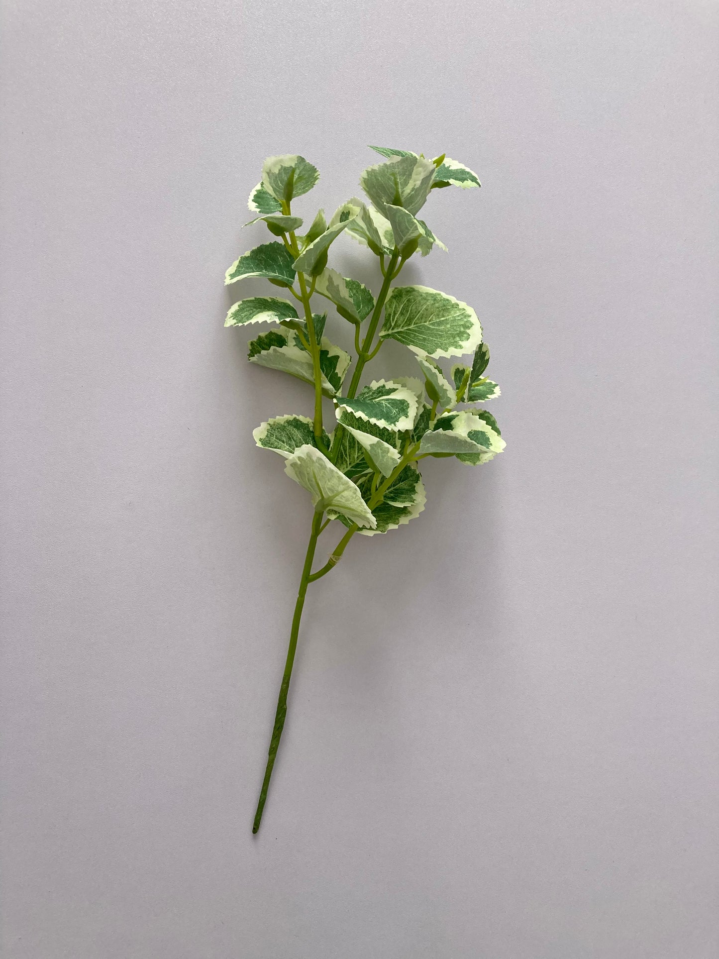 Variegated Patchouli Leaf Spray