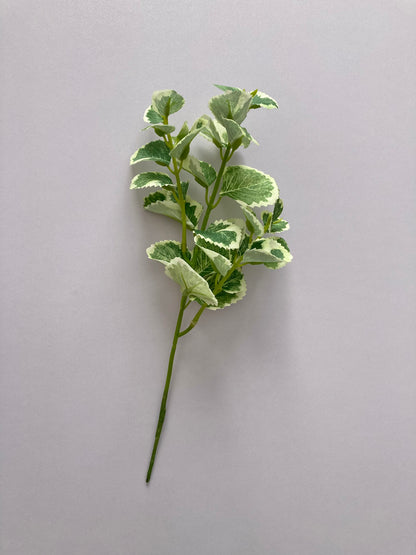 Variegated Patchouli Leaf Spray
