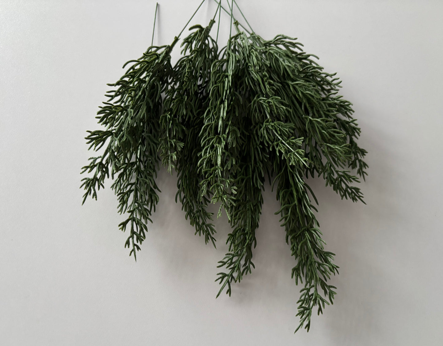 10 Cypress Branch Stems