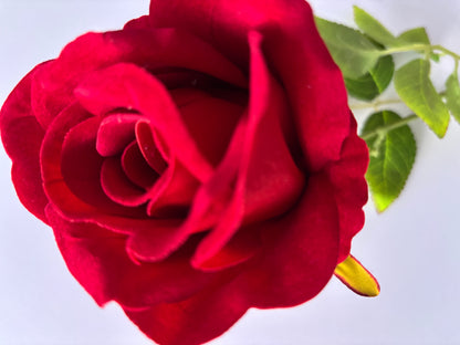 Long Stem Velvet Red Rose