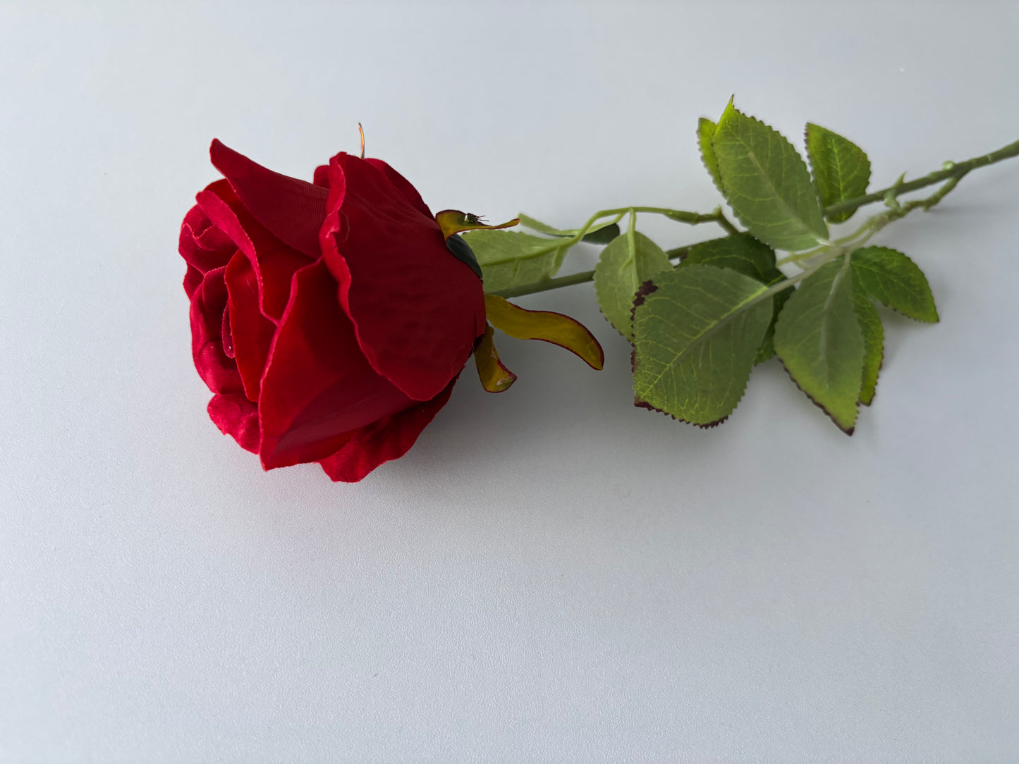 Long Stem Velvet Red Rose