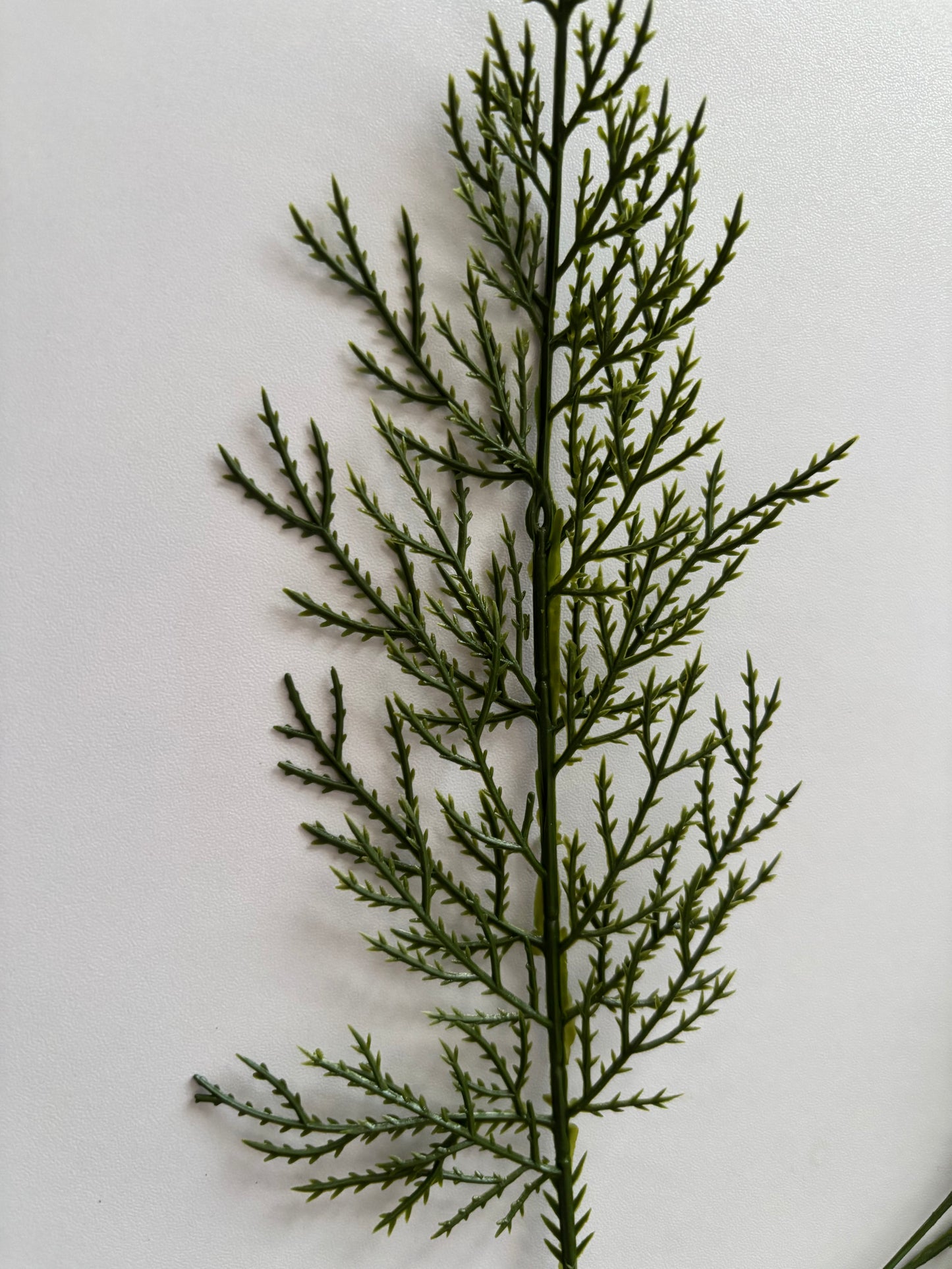 10 Cedar Single Stems