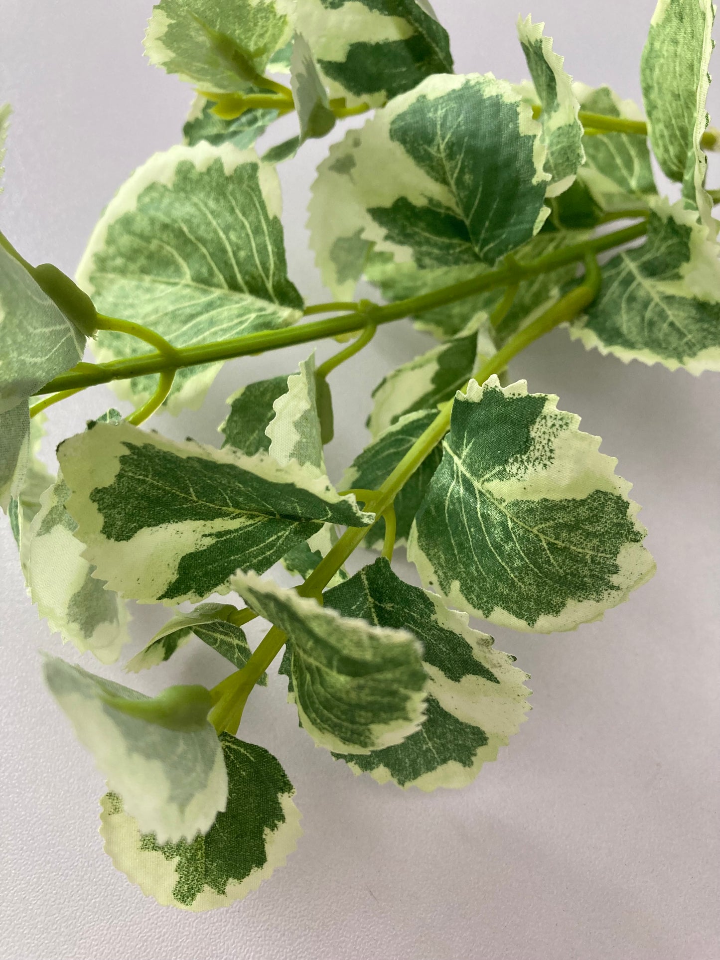 Variegated Patchouli Leaf Spray