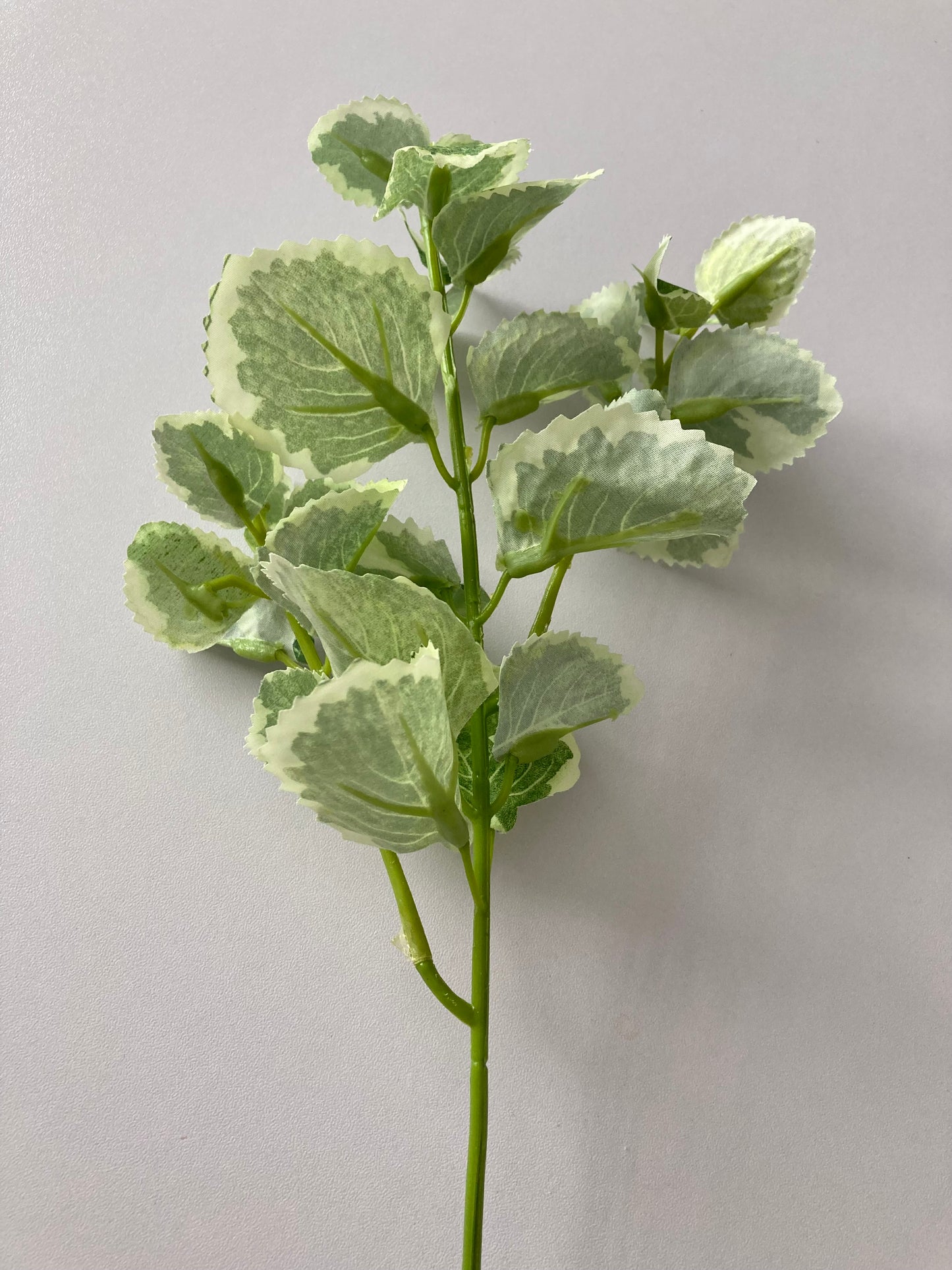 Variegated Patchouli Leaf Spray