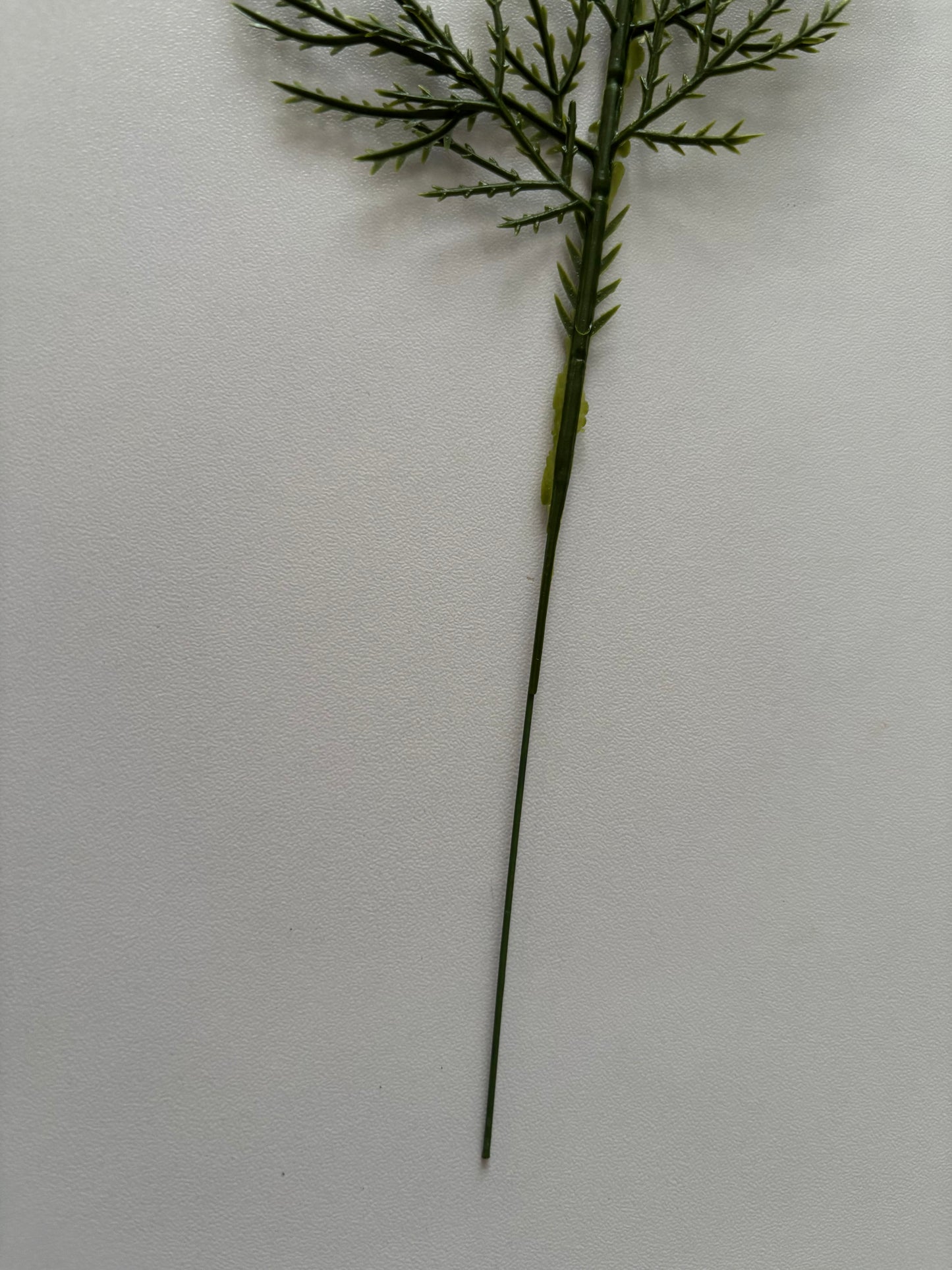 10 Cedar Single Stems