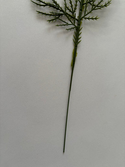 10 Cedar Single Stems