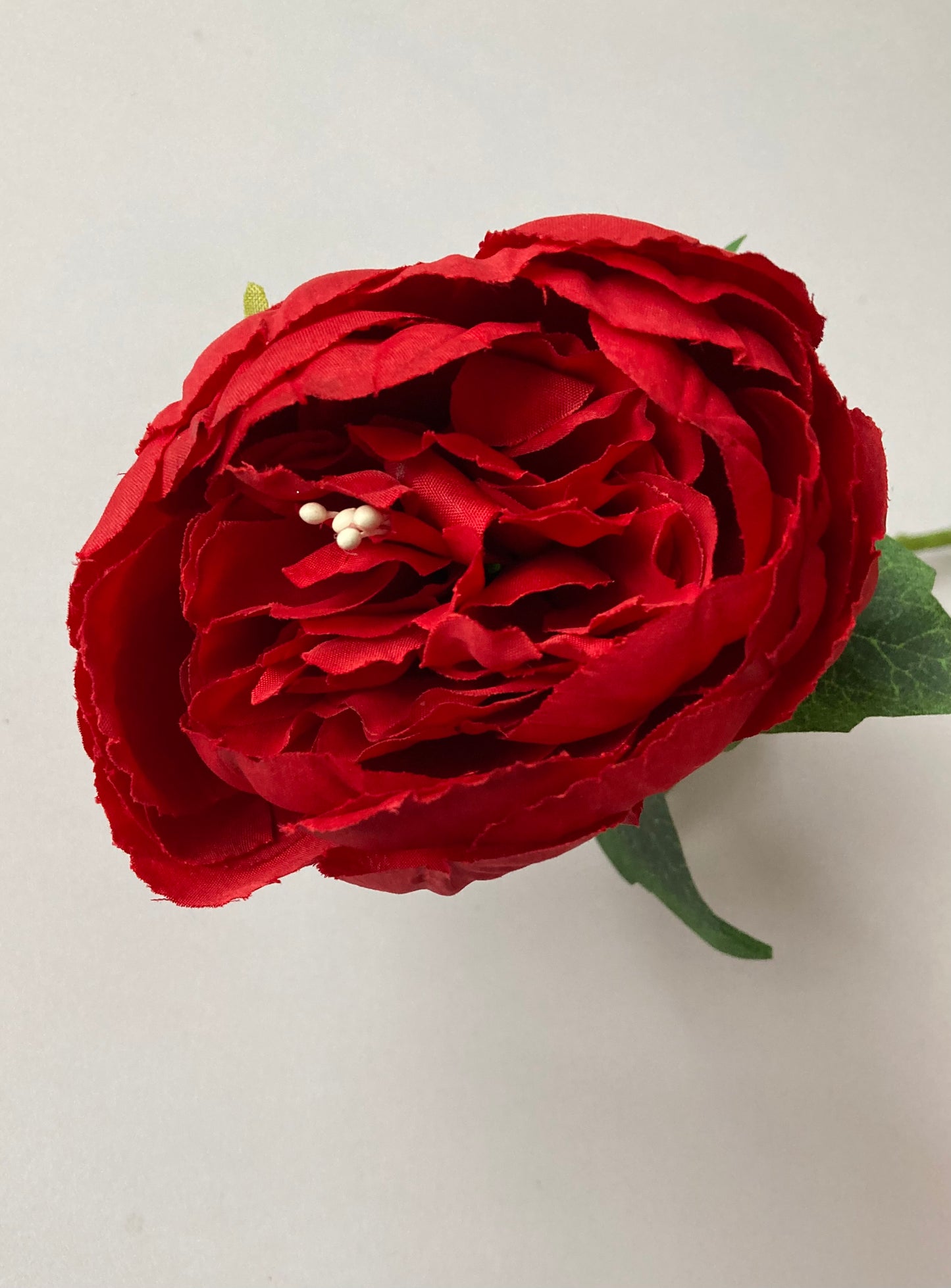 Red Peony Stem