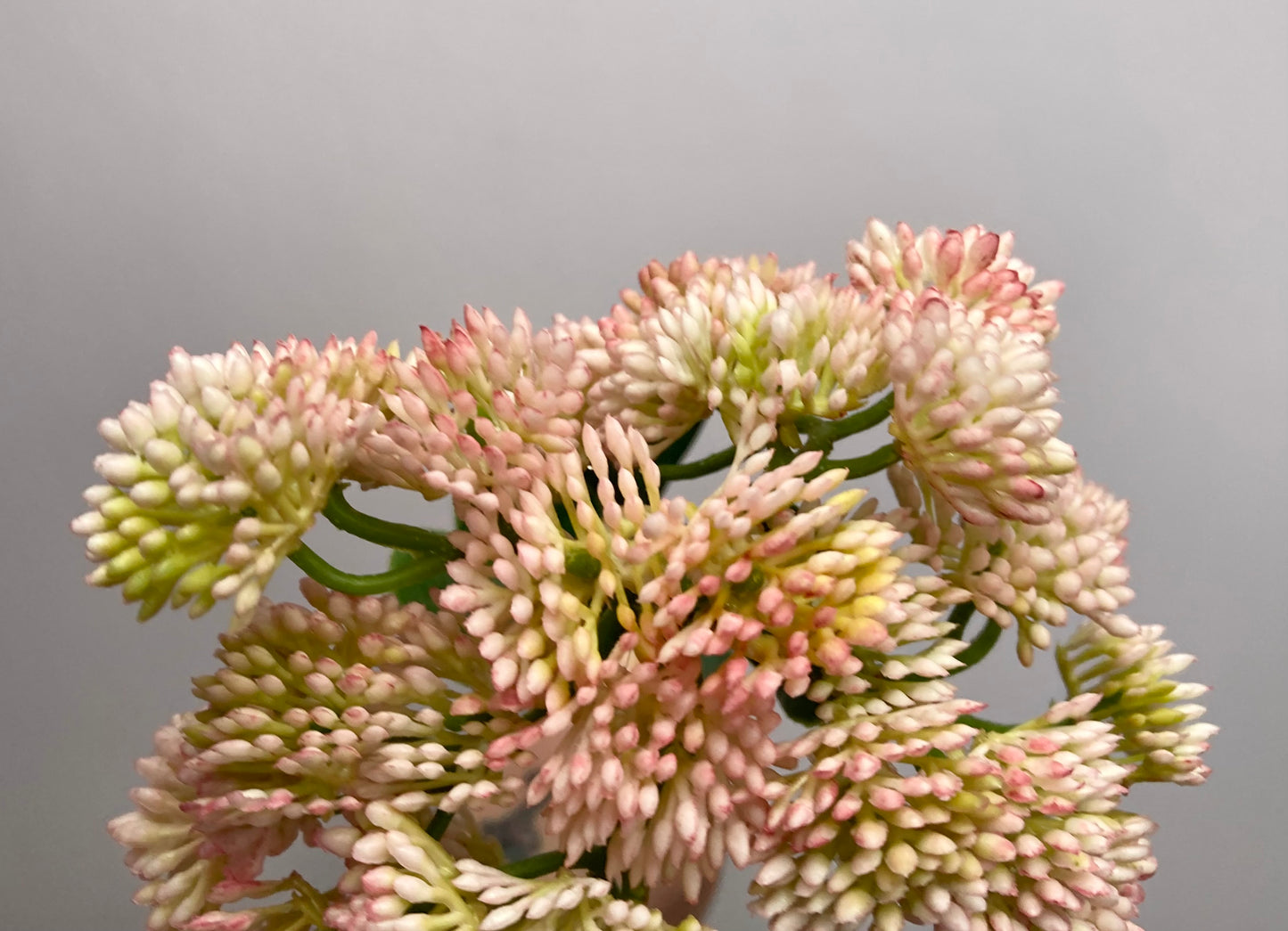 Light Pink Sedum Spray